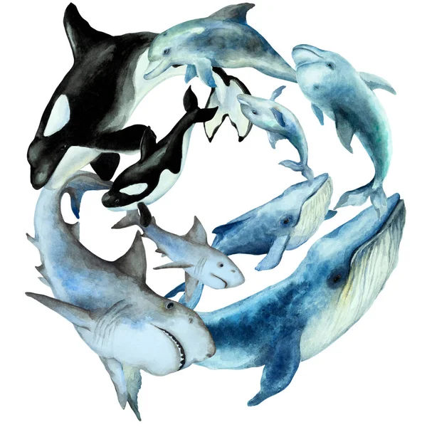 虎鲸的圆形花环 白色背景上有幼鱼的虎鲸 手绘水彩画 — 图库照片