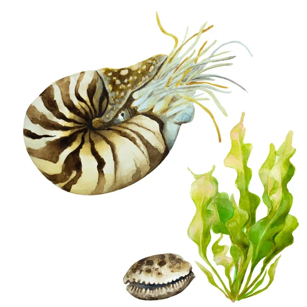 白色背景上的Nautilus Mollusk Nautilus Nautilus Pompillius 手绘水彩画 — 图库照片