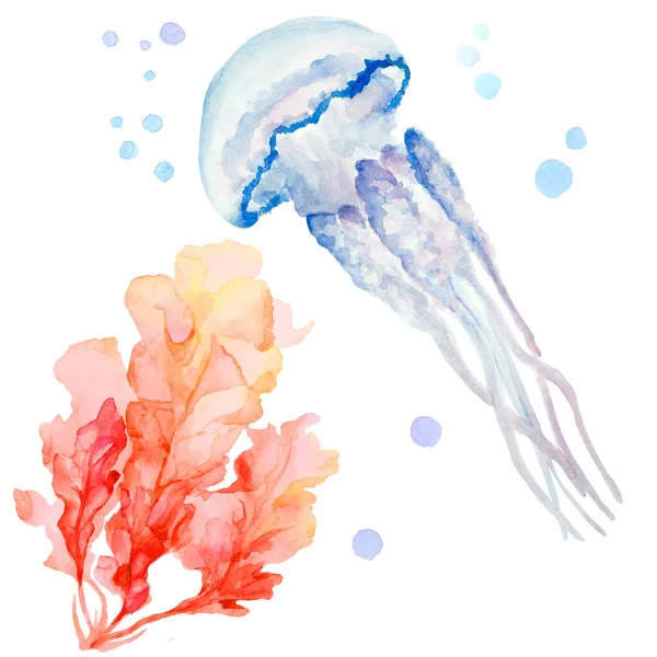 Medusas Transparentes Con Tentáculos Largos Algas Sobre Fondo Blanco Ilustración —  Fotos de Stock
