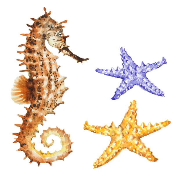 Mořský Koník Barevné Hvězdice Bílém Pozadí Ručně Kreslené Akvarel Ilustrace — Stock fotografie
