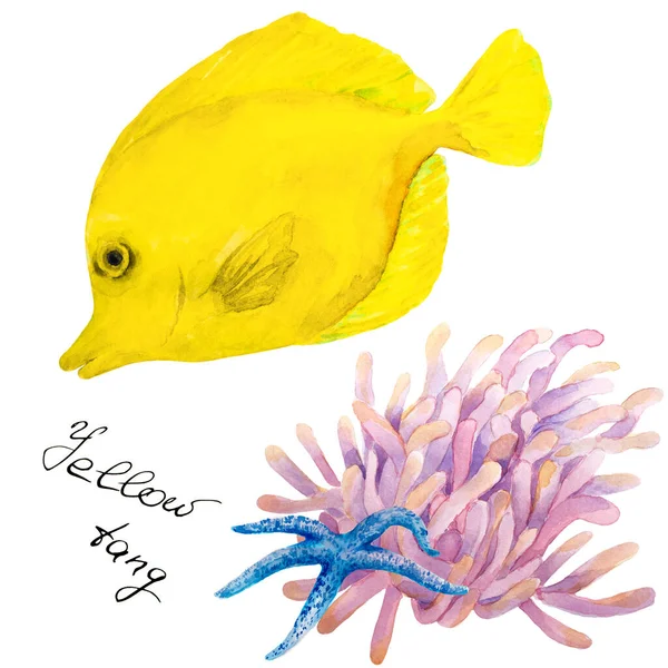 Тропічна Риба Жовтий Танг Зебрасома Анемоною Морською Зіркою Намальована Рукою — стокове фото