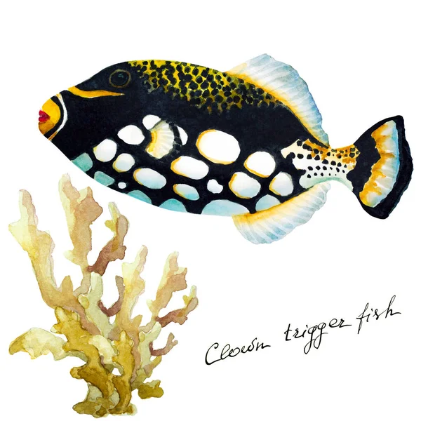 Pesce Tropicale Pesce Balestra Pagliaccio Corallo Acquerello Disegnato Mano Illustrazione — Foto Stock