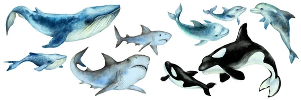 ดของปลาวาฬส าเง นขนาดใหญ ฉลาม ปลาวาฬฆาตกรออร โลมาท กบนพ นหล ขาว พาโนรามา — ภาพถ่ายสต็อก
