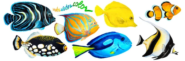 熱帯サンゴ礁魚のピエロ魚のセット ムーア人のアイドル ザンクラス 天皇エンジェルフィッシュ 青環天使魚 黄色湯 ゼブラソマ とピエロトリガーフィッシュのセット 手描き水彩画 — ストック写真