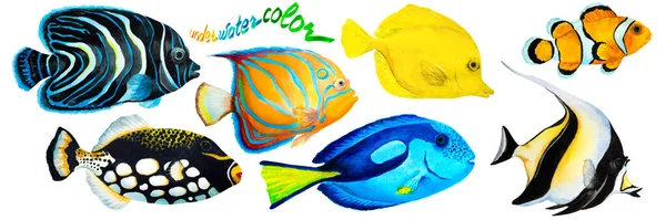 Tropikal resif balığı seti, Mağripli palyaçolar (zanclus), İmparator melek balığı, mavi halkalı melek balığı, mavi tang, sarı tang (zebrasoma) ve palyaço tetik balığı. El çizimi suluboya çizimi.