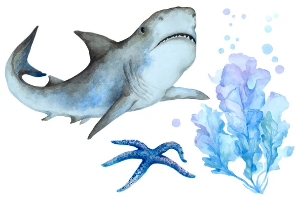 一组大鲨鱼 海星和蓝色海藻 背景为白色 手绘水彩画 — 图库照片