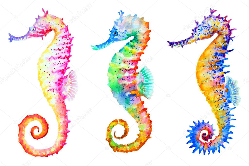 Group of colorful seahorses on white background, hand drawn watercolor illustration.