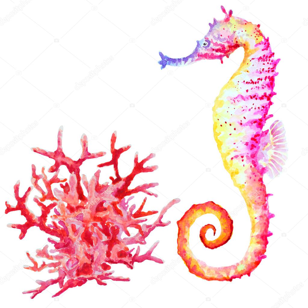 Varicolored seahorse and red coral on white background, hand drawn watercolor illustration.
