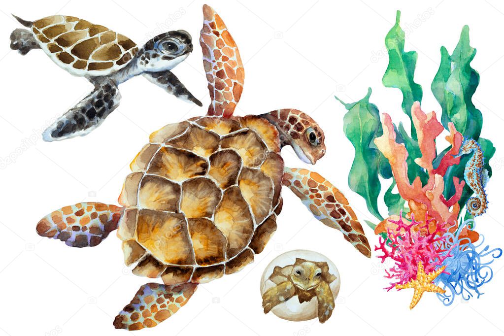 Sea turtle, cub, small newborn in an egg and coral reef fragment on a white background, hand drawn watercolor illustration.
