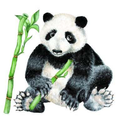 Beyaz arka planda panda yavrusu ve bambu, elle çizilmiş suluboya çizimi.