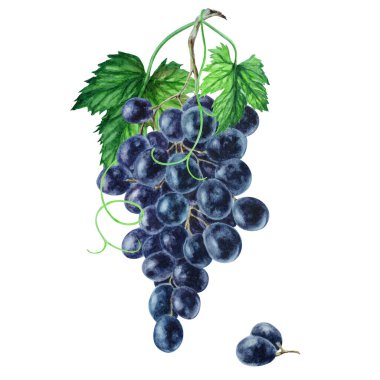 Bir demet siyah üzüm, elle çizilmiş suluboya çizimi..