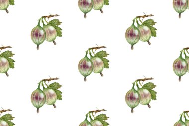 Beyaz arka planda Bektaşi üzümü, elle çizilmiş suluboya çizimi, pürüzsüz desen.