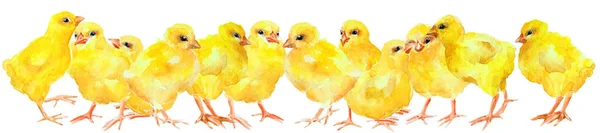 白い背景に黄色の鶏のグループは パノラマ 手描き水彩画 — ストック写真
