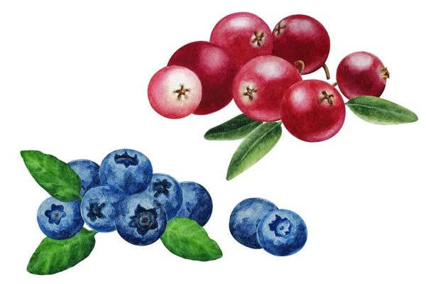 Conjunto Mirtilos Maduros Cranberries Com Folhas Ilustração Aquarela Desenhada Mão — Fotografia de Stock