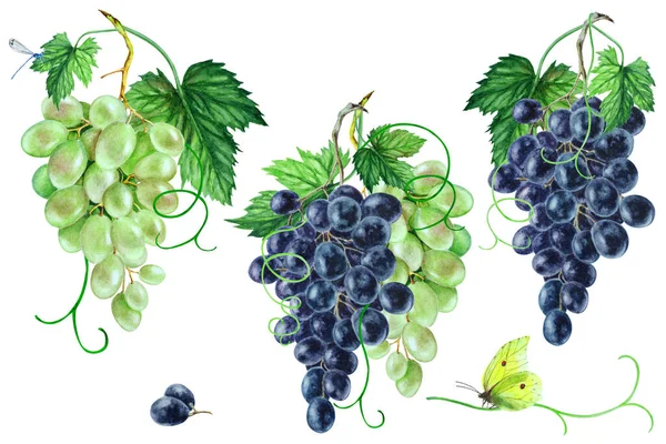 Conjunto Uvas Pretas Verdes Com Folhas Desenho Mão Ilustração Aquarela — Fotografia de Stock