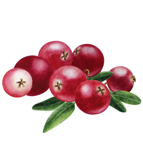 Cranberries Maduras Close Mão Afogar Aquarela Ilustração — Fotografia de Stock