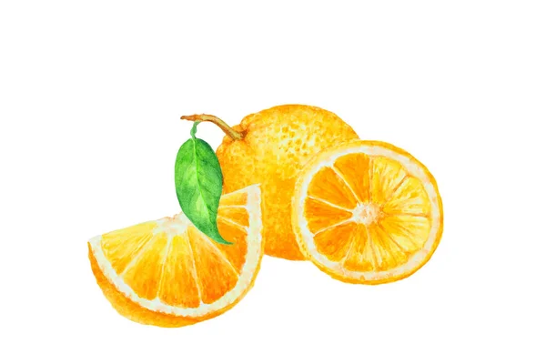 Pomarańczowy Plasterki Segmenty Ręcznie Rysowane Akwarela Ilustracja — Zdjęcie stockowe