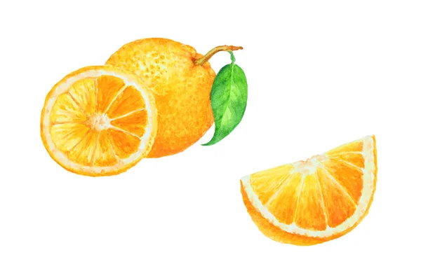 Grupo Segmentos Laranja Fatiado Ilustração Aquarela Desenhada Mão — Fotografia de Stock