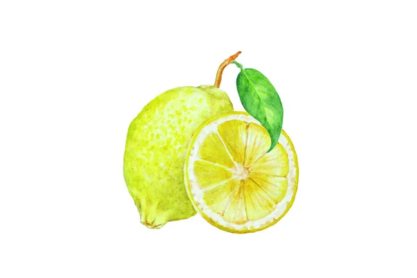 黄色のレモンとスライスされたセグメント 手描き水彩イラスト — ストック写真