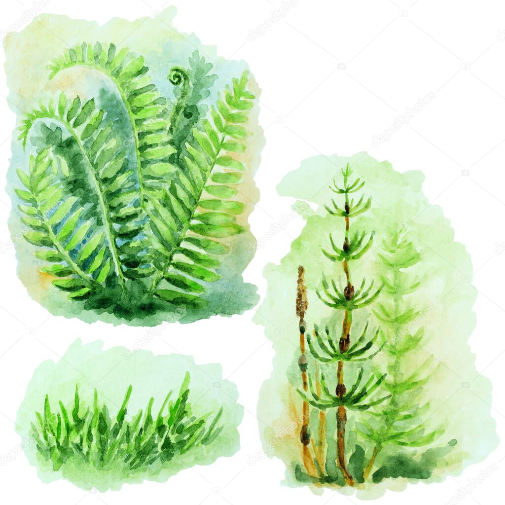 Set of fern bush, green grass and horsetaile on white background, hand drawn watercolor illustration.