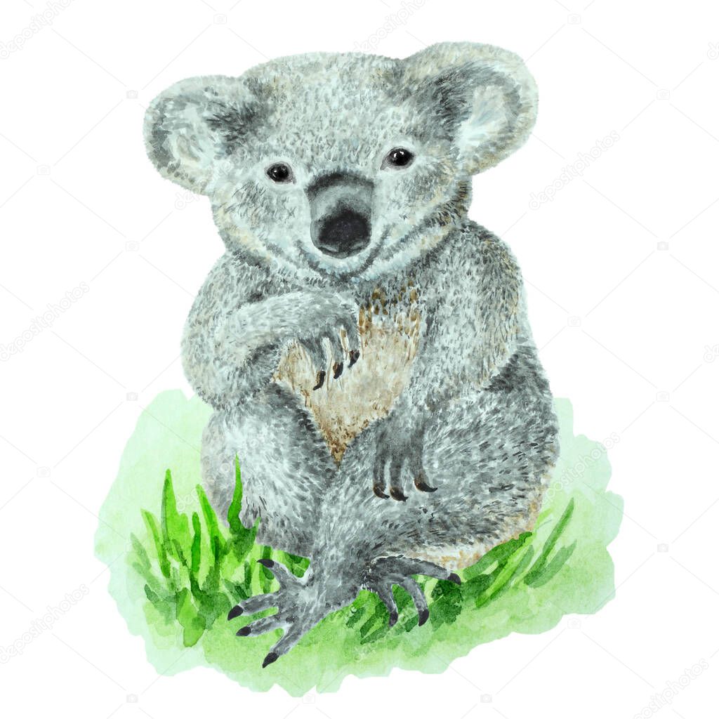 Baby coala sitting on green grass on a white background, hand drawn watercolor illustration.