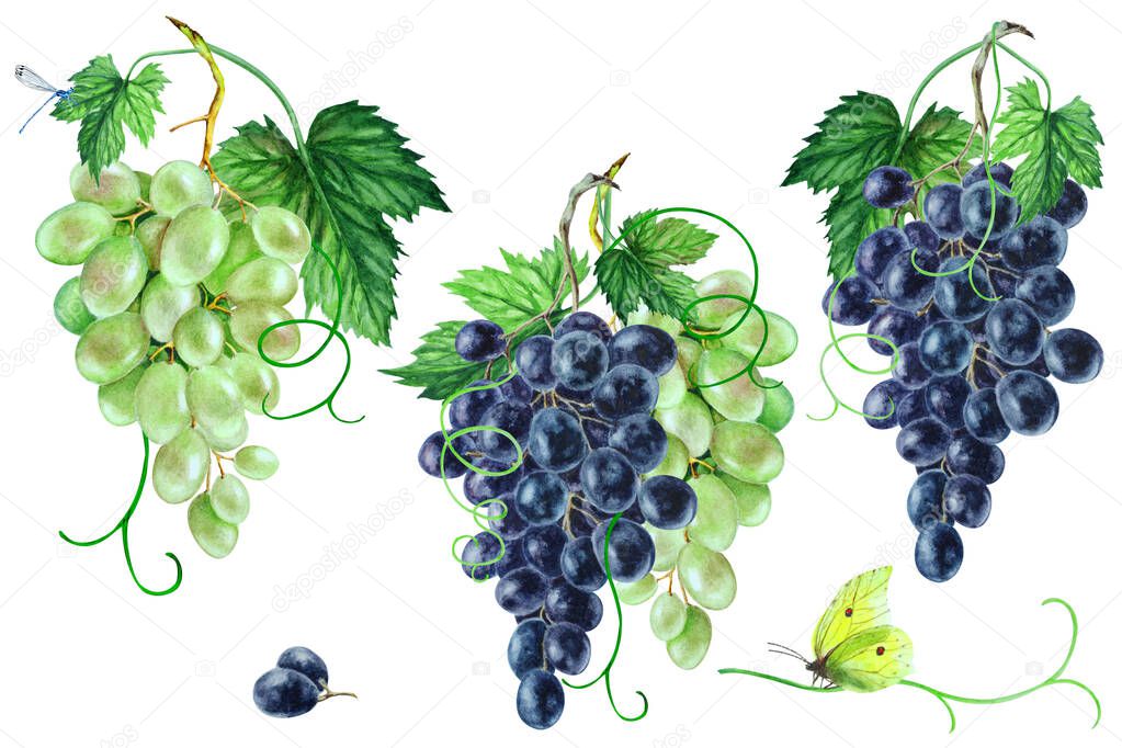 Set of black and green grapes with leaves, hand drawn watercolor illustration.