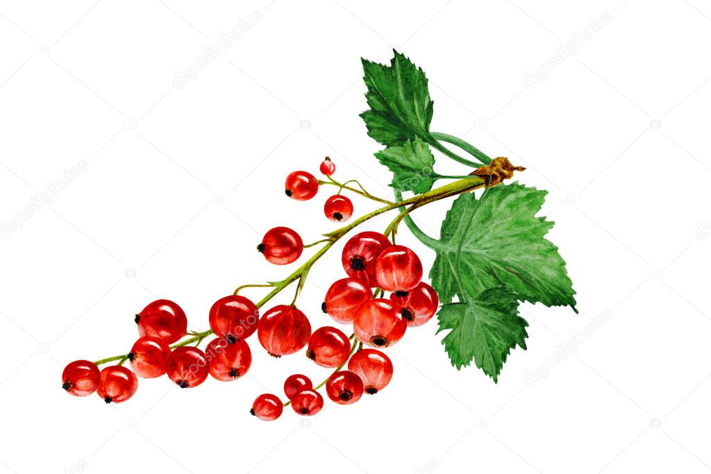 Red currants with leaves on a white background, hand drawn watercolor illustration.