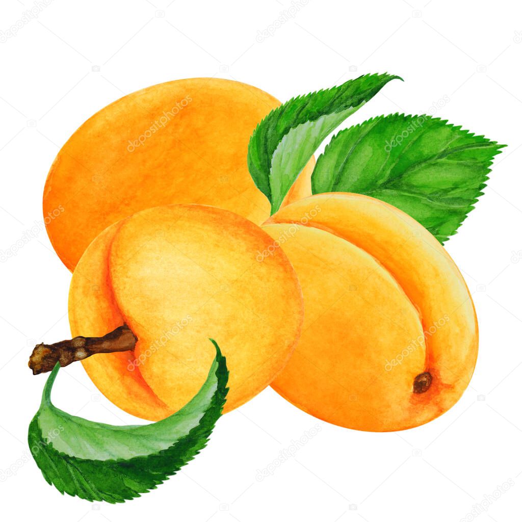 Group of three ripe whole apricots with leaves on white background close-up, hand drawn watercolor illustration.