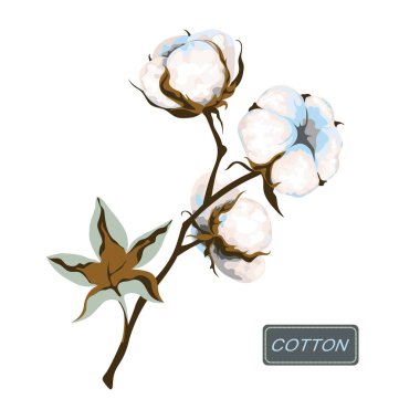 Pamuk dalı. Sapında beyaz lifler ve yaprak var. Yumuşak çiçek. Botanik vektör illüstrasyonu.