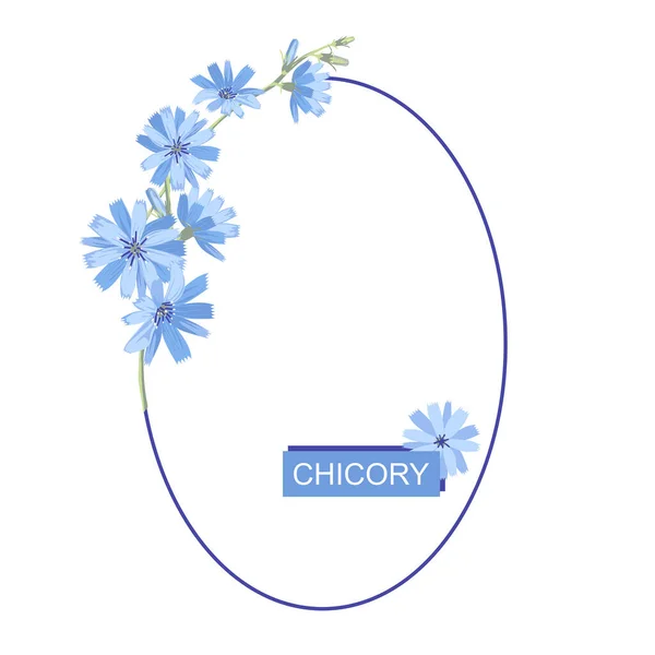 チコリの花の楕円形の枠 デザインのためのスペースをコピーします 白い背景に隔離されている ベクターイラスト — ストックベクタ