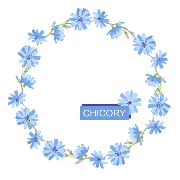 青いチコリの花のリース デザインのためのスペースをコピーします 白い背景に隔離されている ベクターイラスト — ストックベクタ