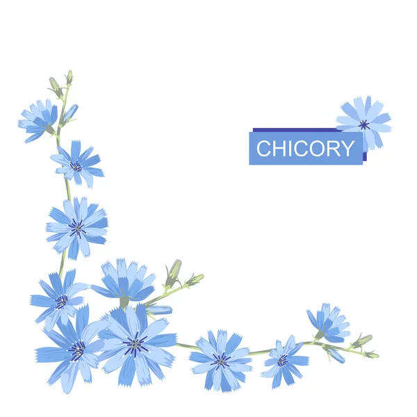 青いチコリの花のコーナーフレーム デザインのためのスペースをコピーします 白い背景に隔離されている 植物性 ベクターイラスト — ストックベクタ