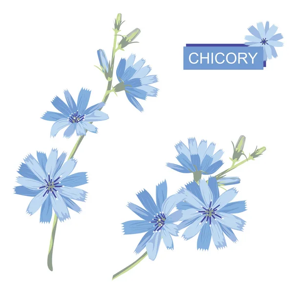 青いチコリの花 開花する枝 白い背景に隔離されている 植物性 ベクターイラスト — ストックベクタ