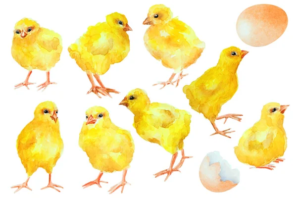 Conjunto Pollos Amarillos Huevo Sobre Fondo Blanco Acuarela Dibujada Mano —  Fotos de Stock
