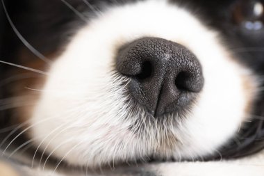 Komik köpek burnu, yakın plan. Seçici odak.