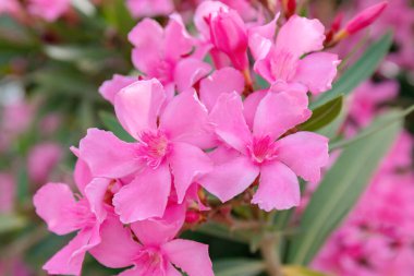 Pembe zakkum çiçekleri (Oleander Nerium). Çiçek açan ağaç. Kapatın. Yumuşak bulanık.