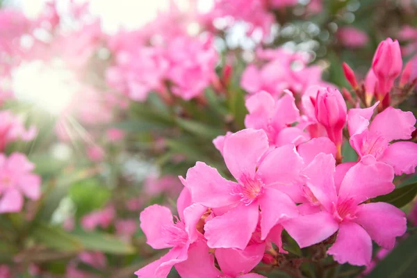 Tak Van Roze Oleanderbloemen Oleander Nerium Bloeiende Boom Zonnige Dag — Stockfoto