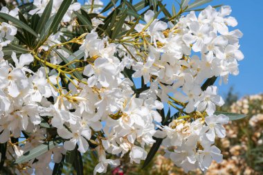Mavi gökyüzü arka planında beyaz zakkum çiçekleri (Oleander Nerium). Çiçeklerle dolu bir ağaç..
