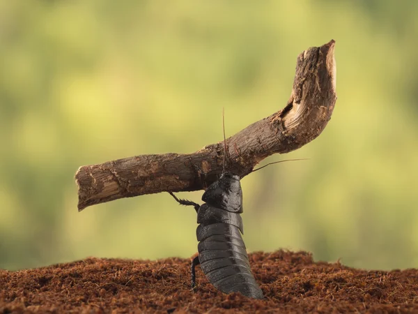 Gros plan Les cafards de Madagascar portent une grande branche sur les feuilles ba — Photo