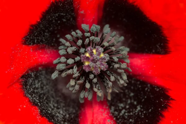 Primer plano del núcleo de una amapola roja floreciente —  Fotos de Stock
