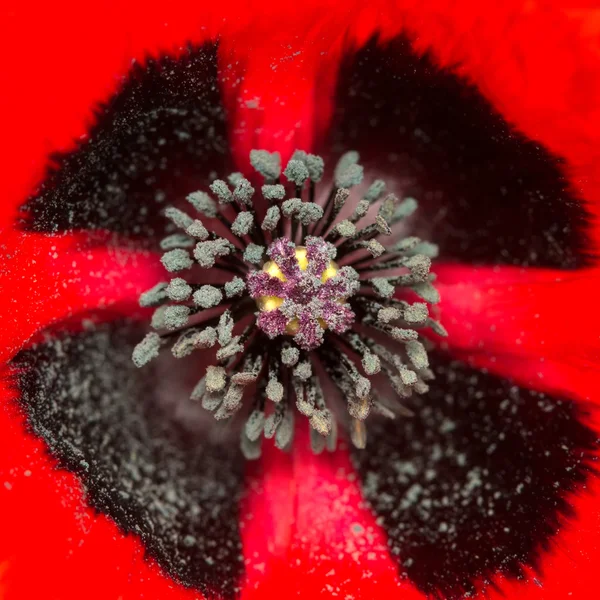 Primer plano del núcleo de una amapola roja floreciente — Foto de Stock
