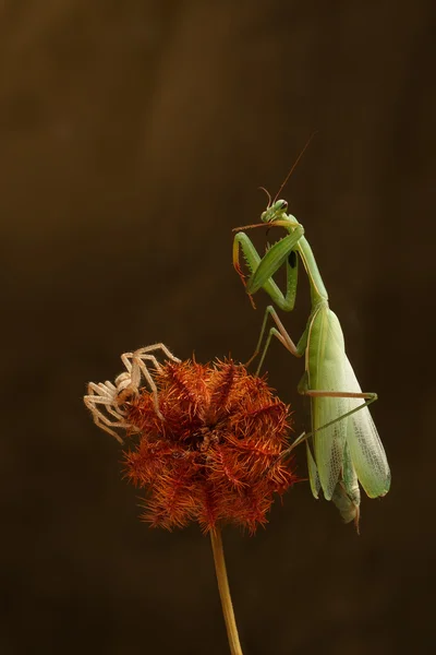 Gros plan mante verte et chasseur d'araignée sur une plante piquante sèche — Photo