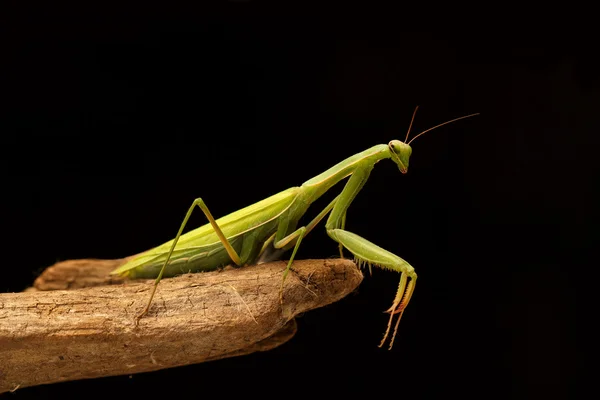 Mantis verde en la rama sobre fondo negro —  Fotos de Stock