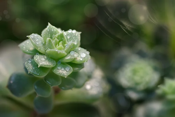 Primer plano Hermosa planta suculenta con gotas de lluvia —  Fotos de Stock