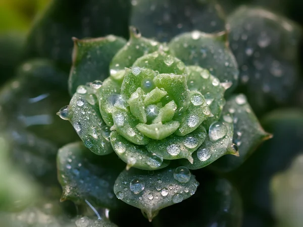 Primer plano Hermosa planta suculenta con gotas de lluvia —  Fotos de Stock