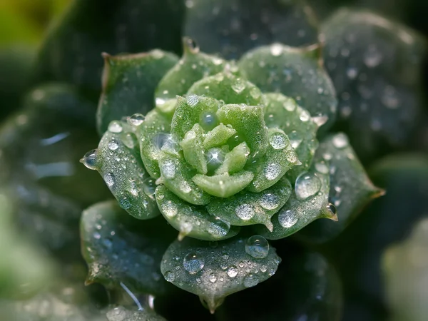 closeup yağmur damlaları ile güzel etli bitki 