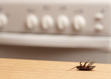 Ölü hamamböceği apartment mutfakta. İç yüksek binalar. Daire Hamam böcekleri ile mücadele. İmha.