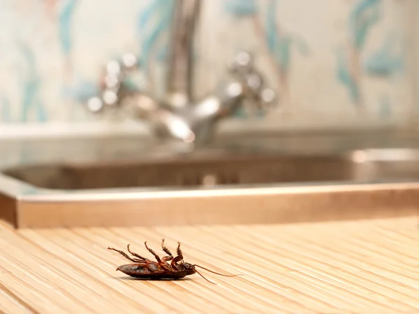 Dode kakkerlakken in een appartementhuis op de achtergrond van de water-kraan. — Stockfoto