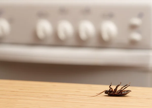 Cafards morts dans une cuisine d'appartement. A l'intérieur des immeubles de grande hauteur. Lutte contre les cafards dans l'appartement. Extermination . — Photo