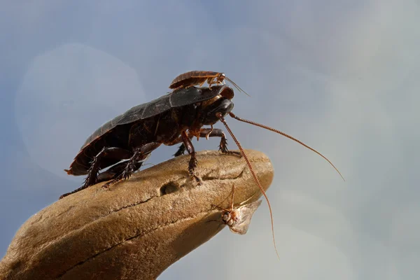 Closeup weinig Madagaskar kakkerlak zit op een grote kakkerlak op een blauwe achtergrond — Stockfoto